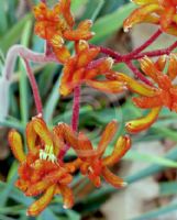 Anigozanthos Kings Park Federation Flame