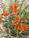 Anigozanthos Kings Park Federation Flame