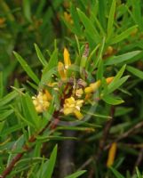 Persoonia oxycoccoides