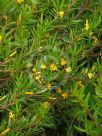 Persoonia oxycoccoides