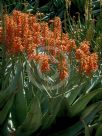 Aloe Outback Orange