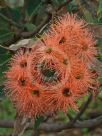 Corymbia Dwarf Orange