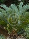 Cycas platyphylla