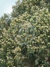 Eucalyptus fusiformis