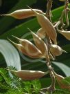 Vachellia sphaerocephala