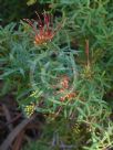 Grevillea ripicola