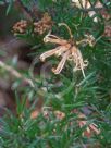 Grevillea juniperina villosa