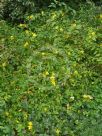 Kerria japonica