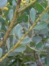 Acacia sporadica