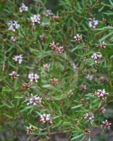 Grevillea sphacelata