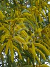 Acacia longispicata