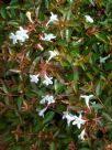 Abelia grandiflora dwarf