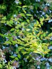 Abelia grandiflora Gold Spot Group