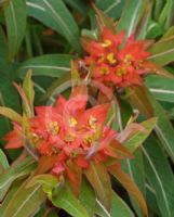 Euphorbia griffithii Fireglow