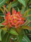 Euphorbia griffithii Fireglow