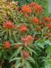 Euphorbia griffithii Fireglow