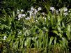 Crinum moorei Alba