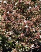 Abelia grandiflora Francis Mason