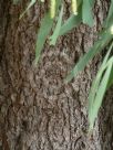 Acacia aulacocarpa