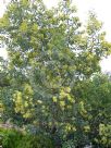 Acacia caerulescens