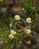 Acacia cedroides