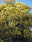 Acacia fimbriata