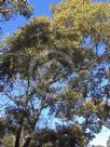 Acacia floribunda