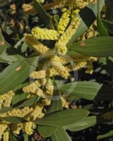 Acacia longifolia sophorae