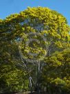 Acacia neriifolia