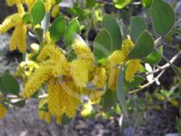 Acacia pubifolia