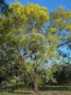 Acacia silvestris