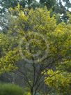 Acacia spectabilis
