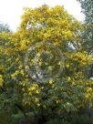 Acacia spectabilis