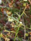 Acacia stenoptera