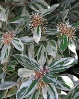 Acokanthera oblongifolia Variegata