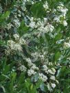 Acronychia oblongifolia