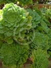 Aeonium tabuliforme