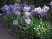 Agapanthus praecox