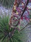 Agave geminiflora