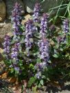 Ajuga australis