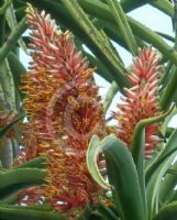 Aloe barberae