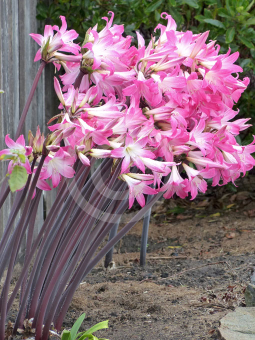 8 Amaryllis Belladonna - Pink Naked Ladies - Surprise Lily 