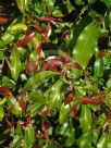 Syzygium anisatum