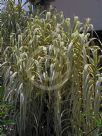 Arundo donax versicolor