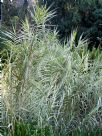 Arundo donax versicolor