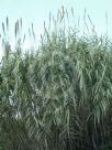 Arundo donax versicolor