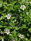 Bacopa monnieri